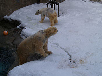 冬の北海道 札幌・旭山動物園旅行記